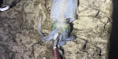 アオリイカの釣果写真