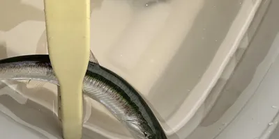 イワシ