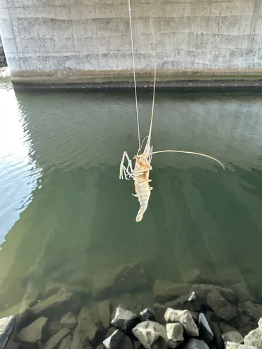 テナガエビの写真