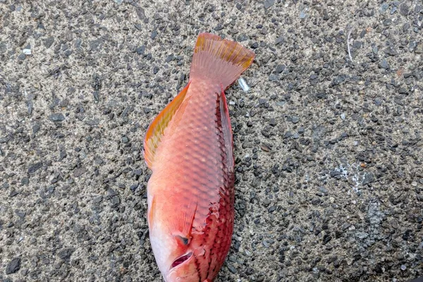 ササノハベラ