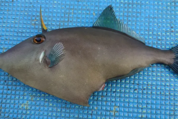 カワハギ