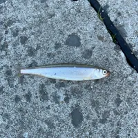 チカ