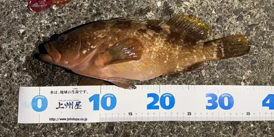 キジハタの釣果写真
