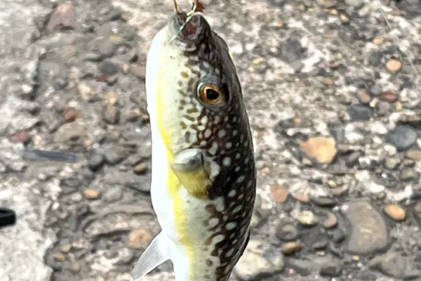 コモンフグ
