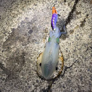 アオリイカ