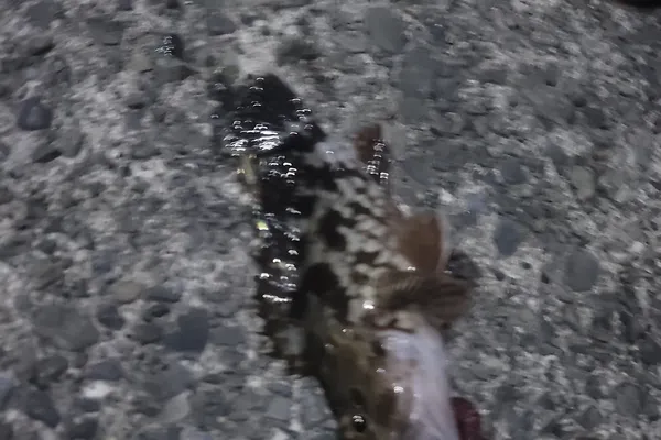 カサゴ