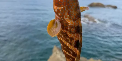キジハタ