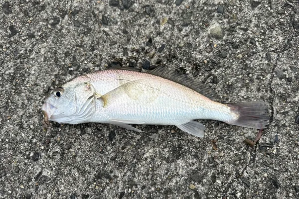 ニベ