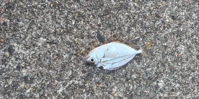 ヒイラギ