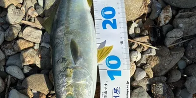 ブリの釣果写真