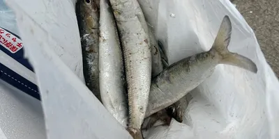 イワシの釣果写真