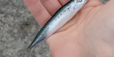 マサバ
