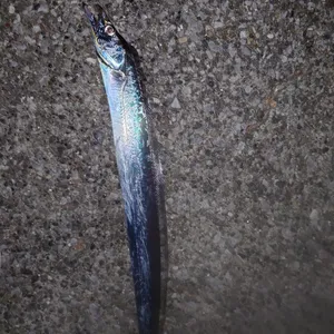 タチウオ