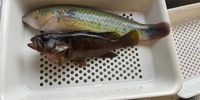 キュウセン