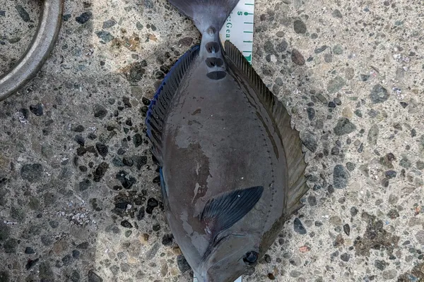 ニザダイ