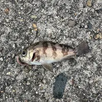 メバル
