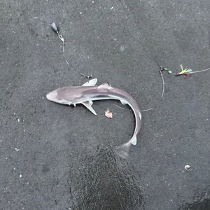 アブラツノザメ
