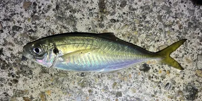 マアジの釣果写真