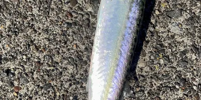 マサバの釣果写真