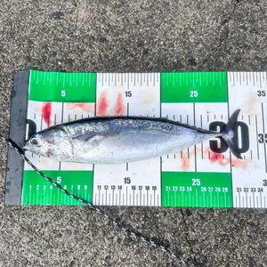 ソウダガツオ