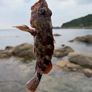 カサゴ