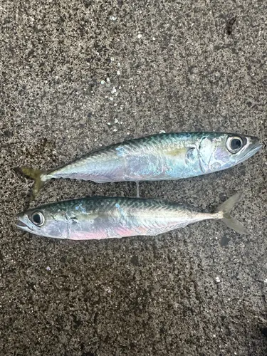 マサバ