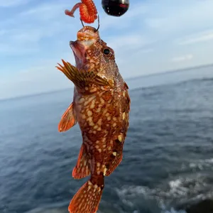 カサゴ