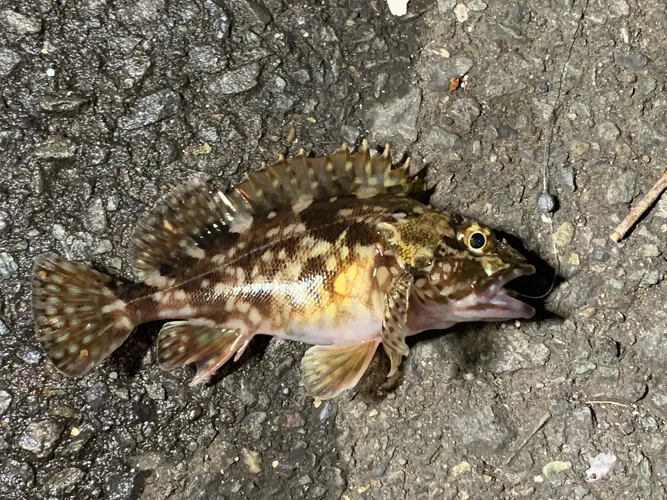 カサゴ