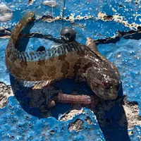 ツムギハゼ