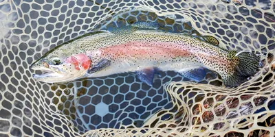 ニジマスの釣果写真