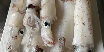ヤリイカ