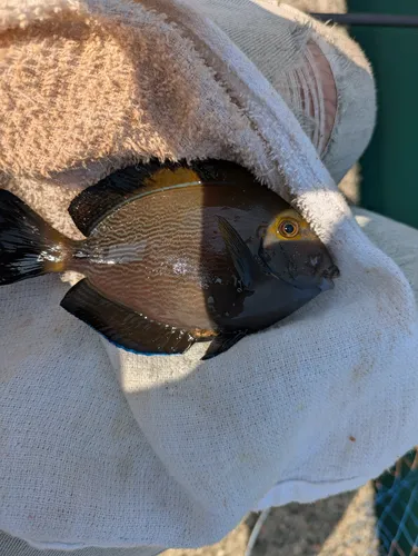 サザナミハギの写真