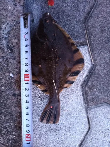 ヌマガレイ