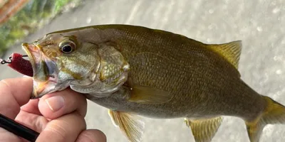スモールマウスバスの釣果写真