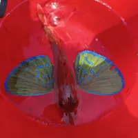 ホウボウ