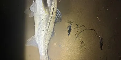 スズキの釣果写真