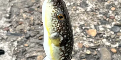 コモンフグ