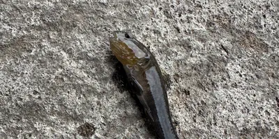 チチブの釣果写真