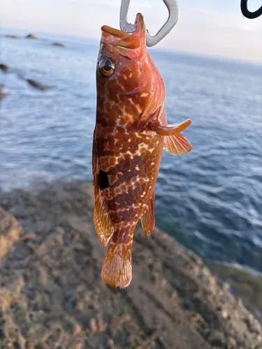 キジハタ