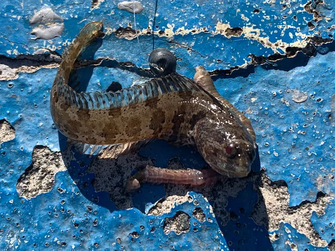 ツムギハゼの写真