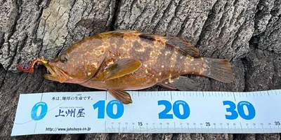 キジハタの釣果写真