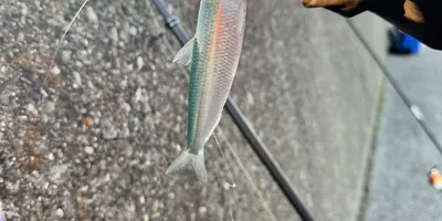 サッパ