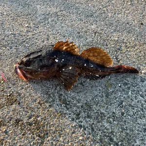 カジカ