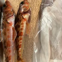 ヒメ