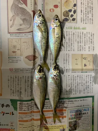 マアジ