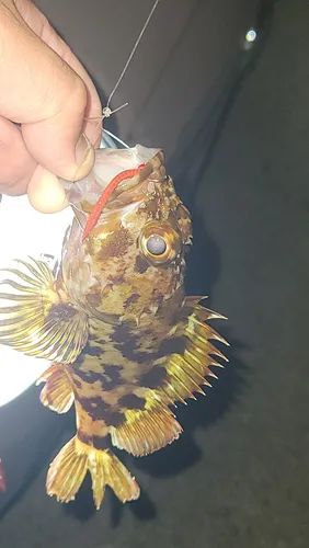 カサゴ