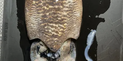 コウイカの釣果写真