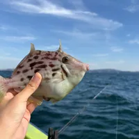 カワハギ