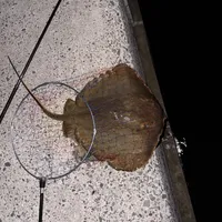 アカエイ