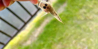 マハゼ